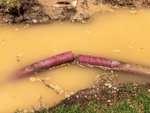 Best Mold removal after water damage  in Crestwood, MO